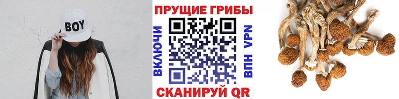 darknet формула  Аркадак  Псилоцибиновые грибы Magic Shrooms 